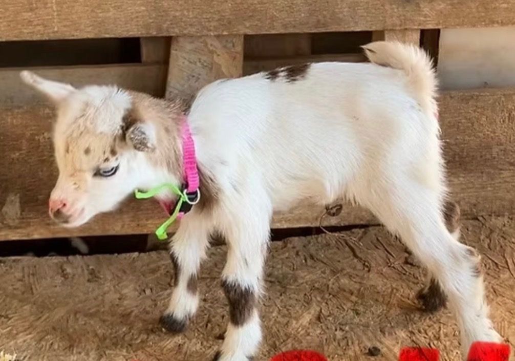 Small white baby goat with a pink collar standing on dirt near a wooden fence.