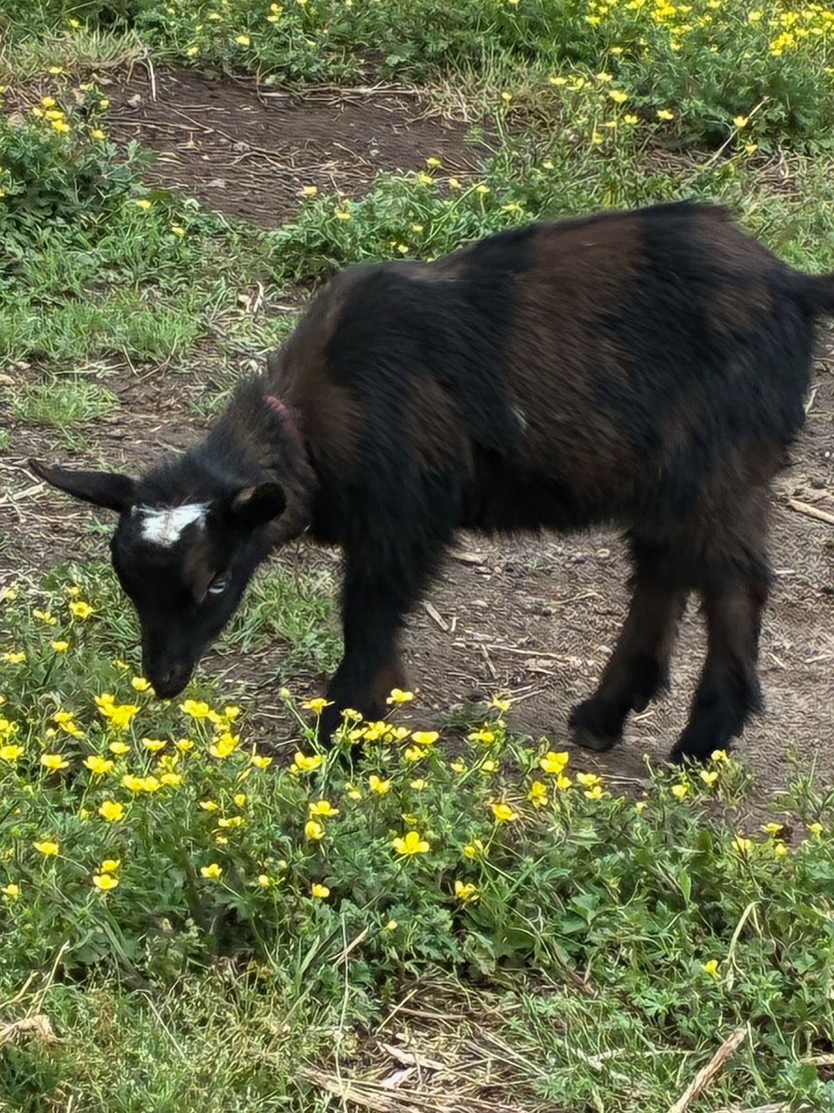Black goat grazing among yellow wildflowers on a grassy path
