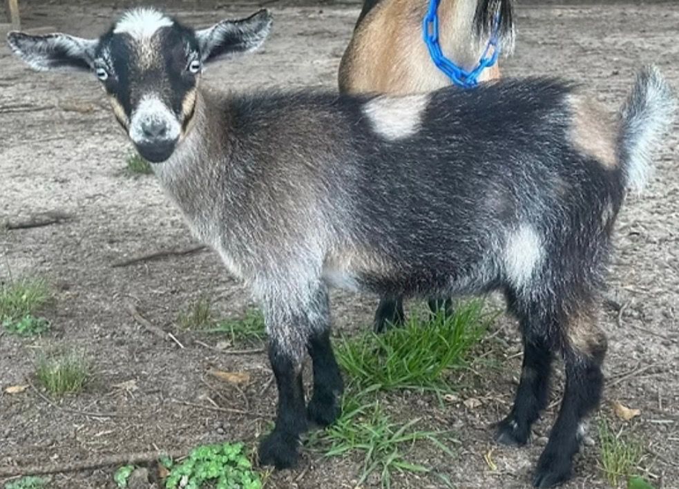 Black-and-white goat standing on dirt, with another goat partly visible behind it.