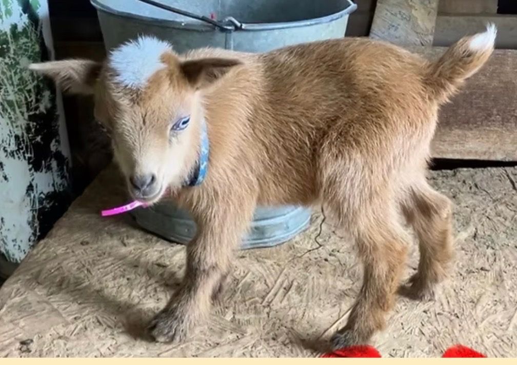 Small tan goat with a blue collar standing on a hay bale near a metal bucket, with a pink tag on its mouth.