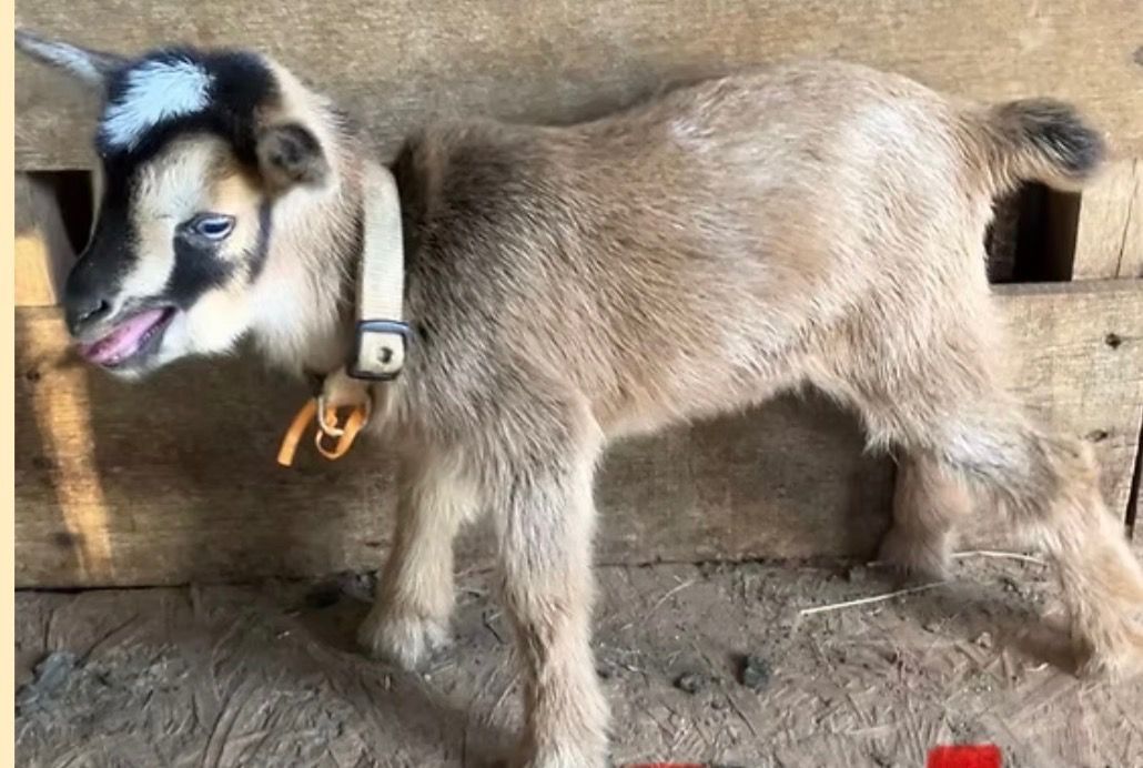 Young goat standing in a pen, tan with a dark face and collar.