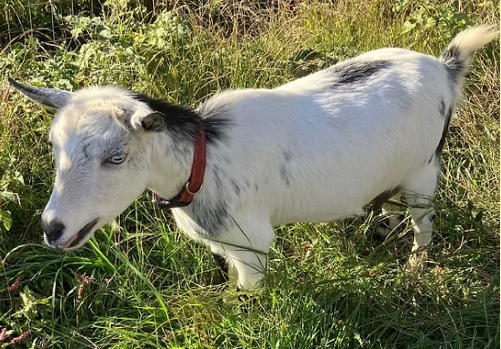 White goat with a red collar standing in tall grass outdoors