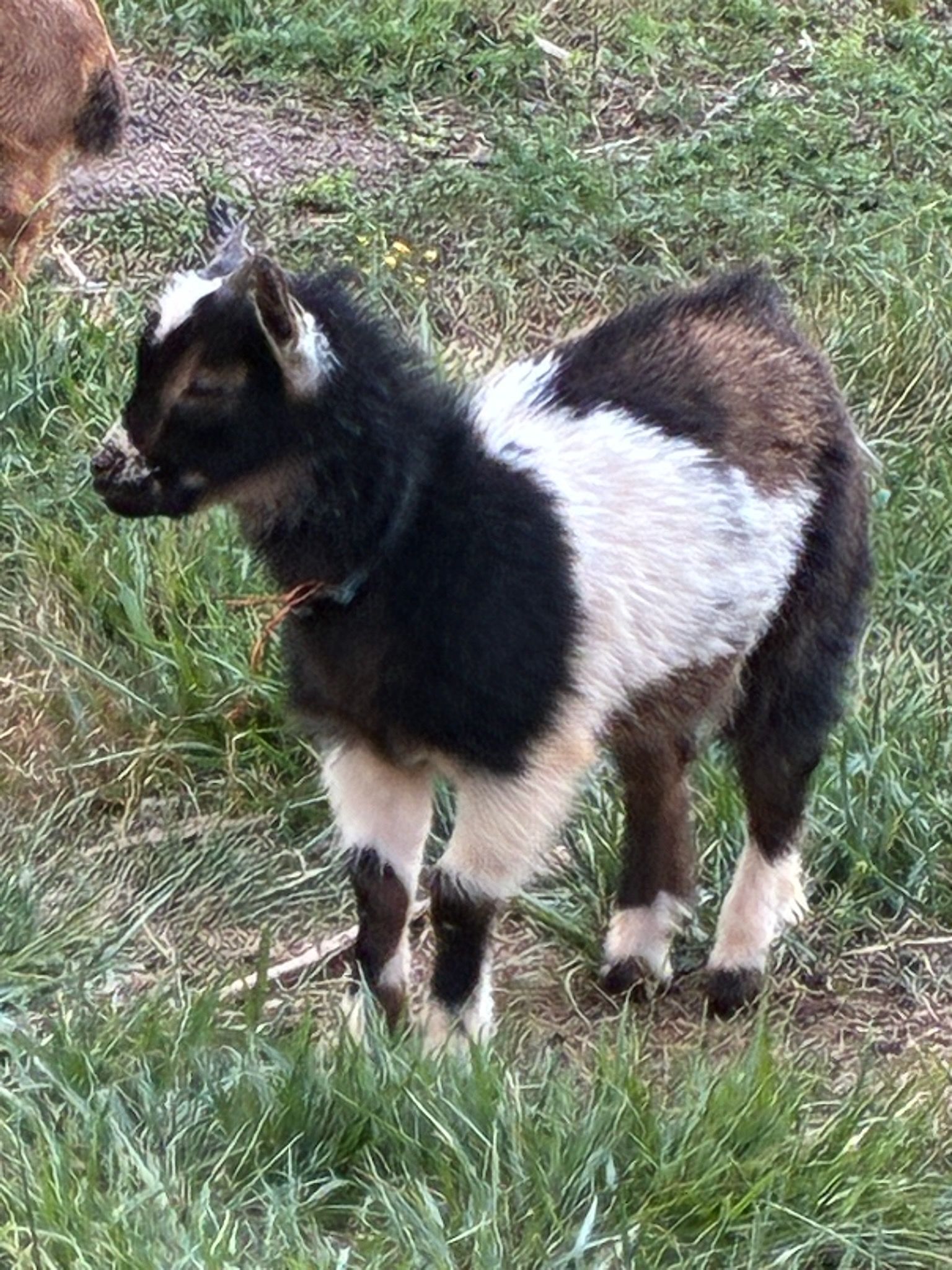 Black and white goat standing in grass, looking left