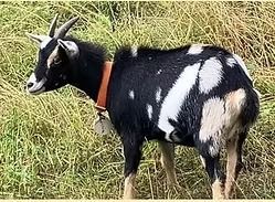 Black-and-white goat with red collar standing in tall grass