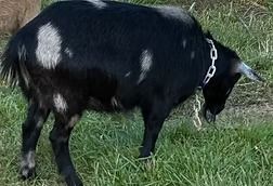 Black goat with white patches grazing in grass, wearing a chain collar