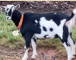 Black-and-white goat with an orange collar standing outdoors on dirt and grass