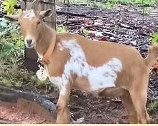 Brown and white goat standing on dirt in a wooded area, wearing a collar