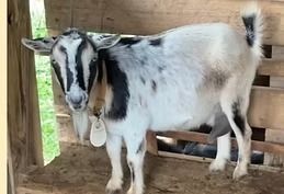 White-and-black goat standing in a wooden pen, facing the camera.