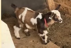 Brown-and-white baby goat walking in a barn, wearing a red collar.