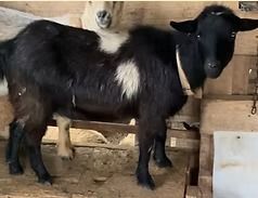 Black-and-white goat standing in a wooden pen, facing the camera.