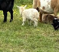 Baby goat standing in grass beside an adult goat and other goats in a pasture
