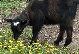 Black goat grazing among yellow flowers on a grassy patch