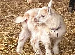 Two baby goats nuzzling on straw, one cream-colored and one light gray, tied together by a thin rope