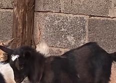 Black goat with white-tipped horns standing beside a stone wall and wooden post
