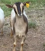 Young brown-and-white goat standing on dirt and grass, facing forward with a yellow ear tag.