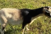Black and white goat standing on grass in sunlight
