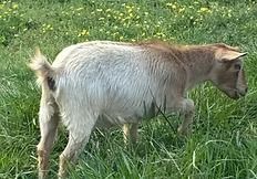 A small white and tan goat grazing in a grassy field