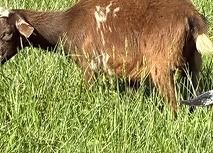 Brown goat standing in tall green grass outdoors, head lowered grazing.