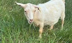 White goat standing in green grass with a small yellow tag on its ear