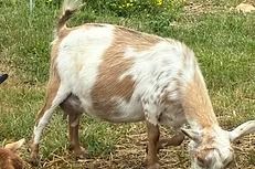 White-and-brown goat grazing on grass with its head down.