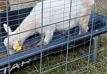 White goat eating from a black feed trough in a fenced outdoor pen.