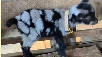 Black-and-white spotted baby goat standing on a wooden bench indoors, wearing a yellow collar