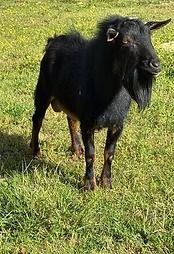 Black goat standing in a grassy field, facing the camera with long beard and small horns