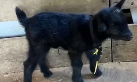 Small black goat with a yellow leash standing on a dirt floor