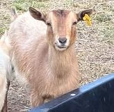Brown goat with ear tag standing behind a blue barrier on straw-covered ground