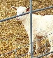 White goat standing behind a metal fence on straw bedding