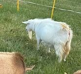 White goat grazing in a grassy field, seen from behind with a tan patch near its tail