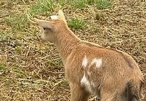 A young tan goat with white patches stands in dry grass, looking to the left.