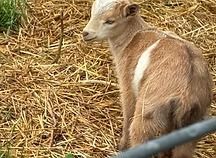 Young goat with a white stripe on its back standing on straw bedding