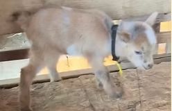 A small tan goat stands on a dirt pen near a wooden fence, looking down.