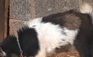 Black-and-white dog sniffing the ground beside a brick wall outdoors