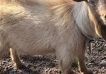 Close-up of a fluffy tan goat standing on gravel, partially cropped from the side