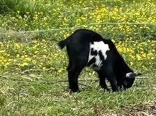 Black-and-white goat grazing in a grassy field with yellow wildflowers