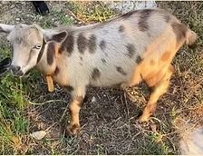 Spotted goat standing on dry grass and dirt, facing the camera.