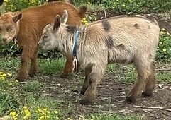 Two small donkeys standing on grassy ground, one brown and one gray with a blue collar.