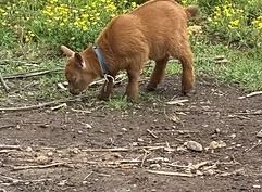 Brown goat grazing on the ground in a grassy field with yellow flowers