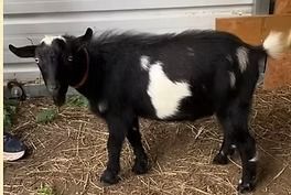 Black goat with a white side patch standing on straw near a wall.