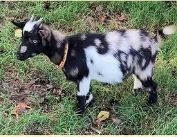 Black-and-white baby goat standing on grass, wearing a collar