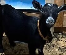 Black goat with a tan collar standing in a pen, looking at the camera.