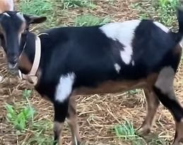 Black-and-white goat standing on straw-covered ground outdoors