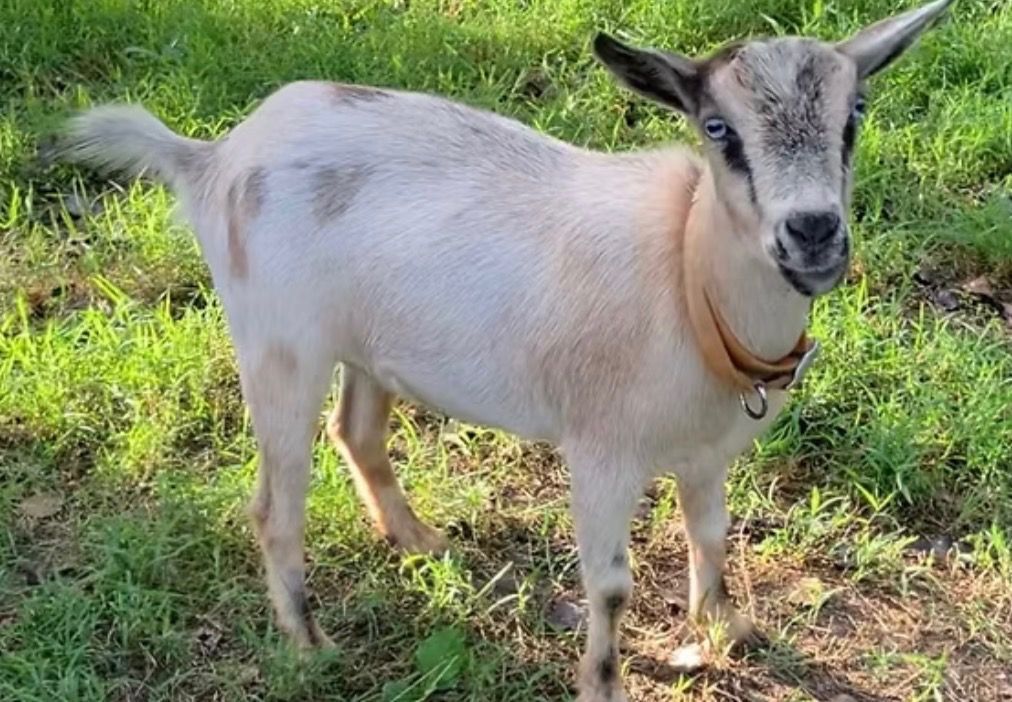 White goat standing on grass, wearing a collar, with ears perked up.