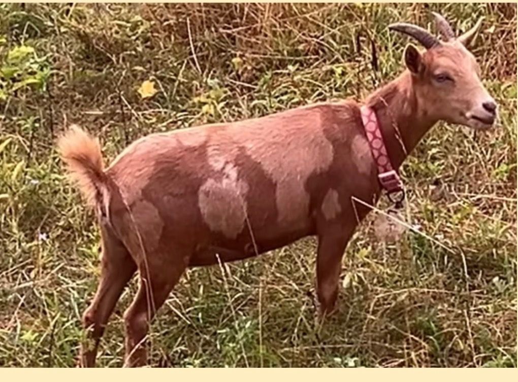 Brown-and-white goat wearing a red collar standing in dry grass