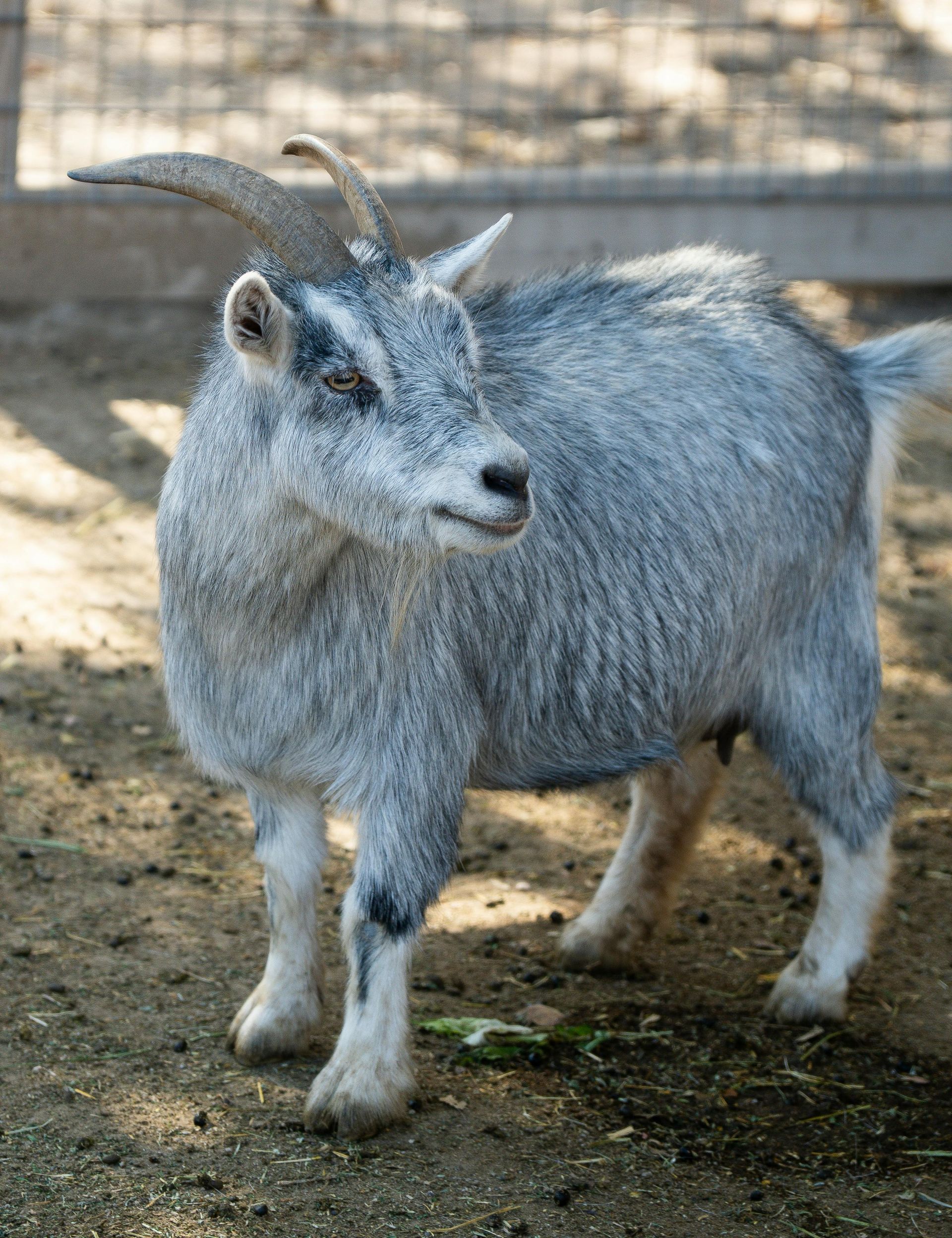 Gray goat standing on dirt in a fenced outdoor enclosure