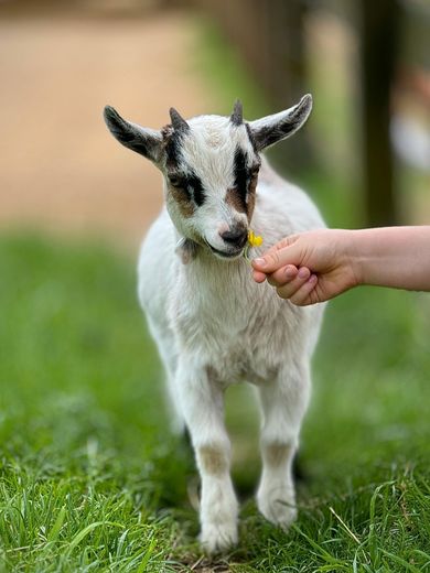 A white and black baby goat being fed by hand on grass.