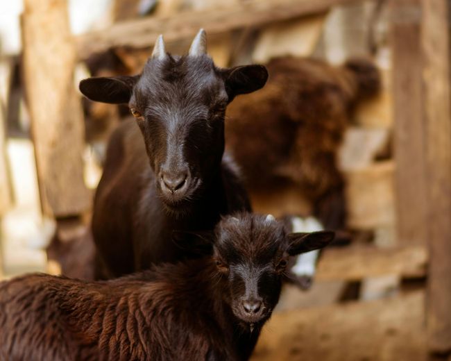 Two black goats standing in a barn, one in front and one behind, with wooden stalls in the background