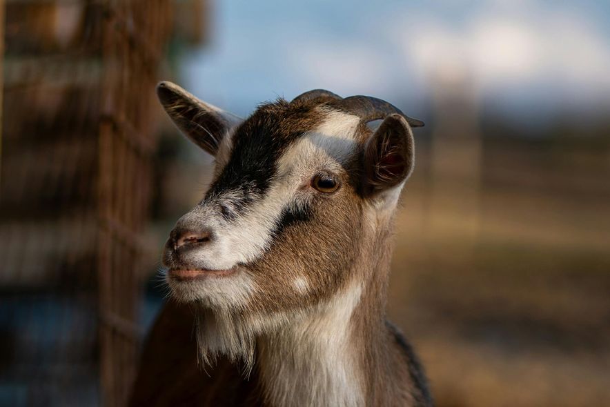 Close-up of a brown and white goat outdoors against a blurred background